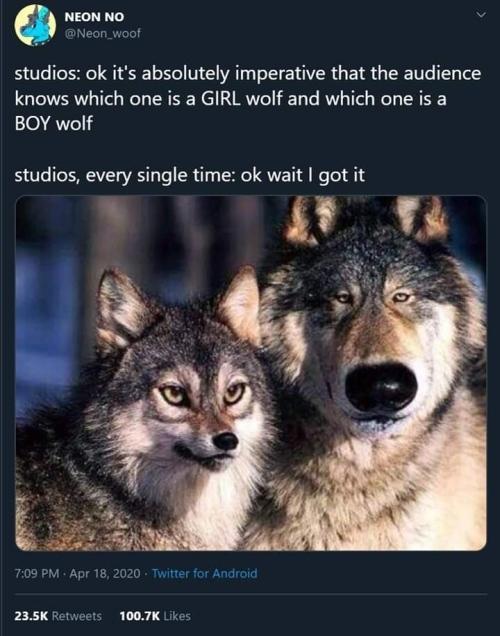 ﻿V NEON NO @Neon_woof studios: ok it's absolutely imperative that the audience knows which one is a GIRL wolf and which one is a BOY wolf studios, every single time: ok wait I got it 7:09 PM • Apr 18, 2020 • Twitter for Android 23.5K Retweets 100.7K Likes