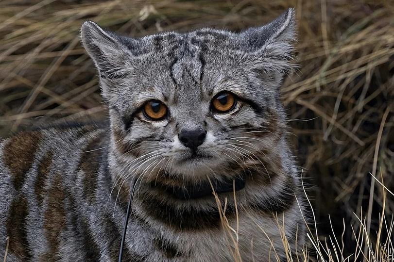 Андская кошка,живность,котэ,прикольные картинки с кошками