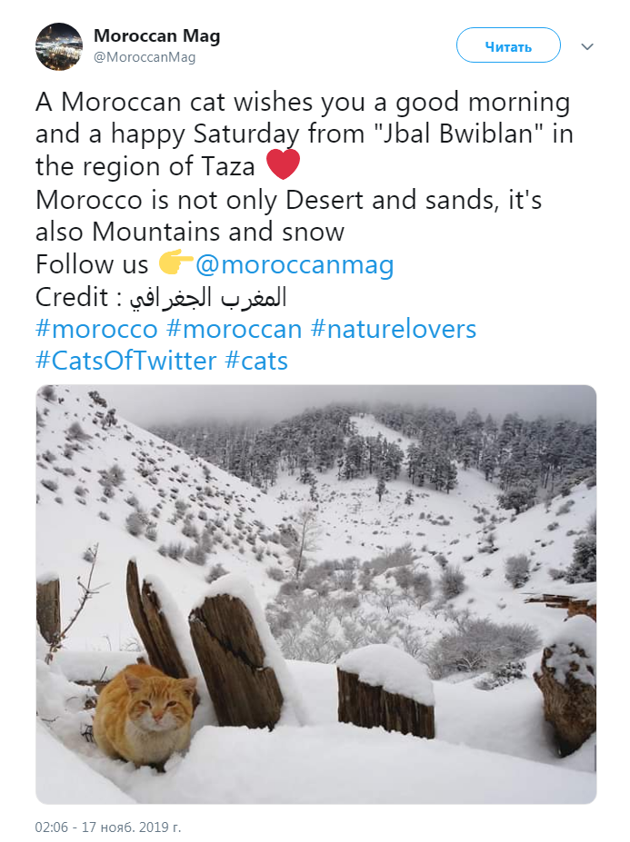 Африка,марокко,страны,первый снег,Алжир Moroccan Mag @MoroccanMag Читать N/ A Moroccan cat wishes you a good morning and a happy Saturday from "Jbal Bwiblan" in the region of Taza If Morocco is not only Desert and sands, it's also Mountains and snow Follow us @moroccanmag Credit: ^olj^xll ujjsJI #morocco #moroccan