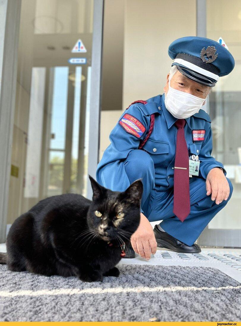 Кен Чан и Гоу Чан,котэ,прикольные картинки с кошками,черный кот