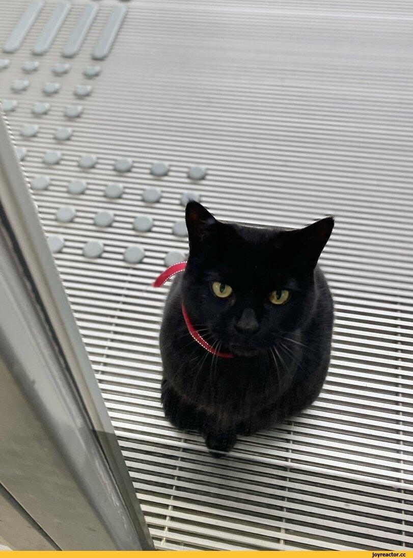 Кен Чан и Гоу Чан,котэ,прикольные картинки с кошками,черный кот