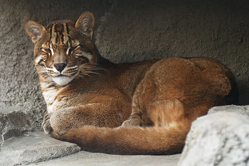 Кошка Темминка,дикие кошки,котэ,прикольные картинки с кошками,животные,длиннопост