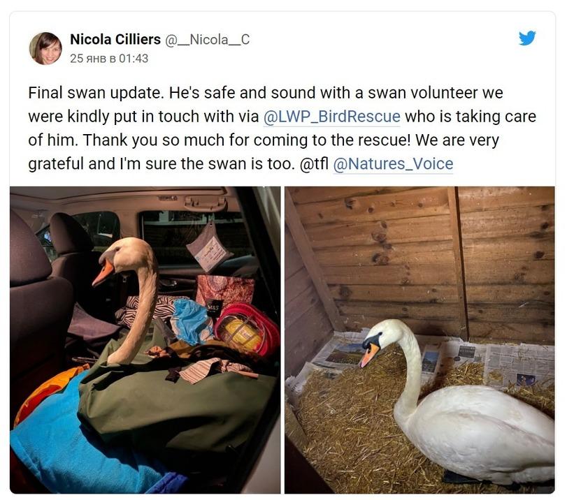 ﻿Nicola Cilliers @_Nicola_C 25 ahb b 01:43 * Final swan update. He's safe and sound with a swan volunteer we were kindly put in touch with via @LWP_BirdRescue who is taking care of him. Thank you so much for coming to the rescue! We are very grateful and I'm sure the swan is too. @tfl
