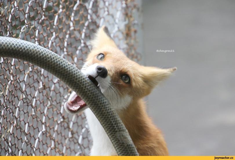 Лиса,фэндомы,живность,грызь,fox,fandoms,
