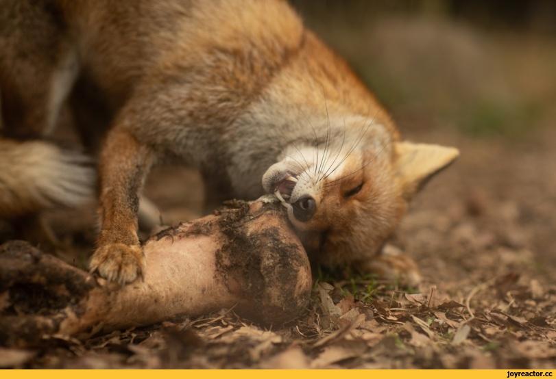 Лиса,фэндомы,живность,кость,жадность,грызь,fox,fandoms,