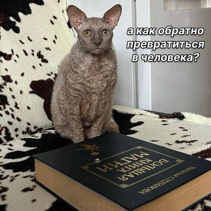 Магия,кот,что-то пошло не так,Баян,баян, боян, баяны, бояны, баянище, боянище,приколы вконтакте,интернет