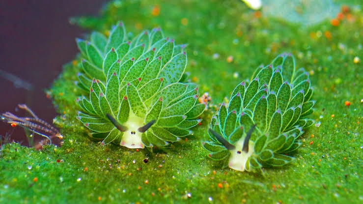 Морская овечка,Costasiella kuroshimae,sea sheep,моллюск,милота,Реактор познавательный,Книга животных