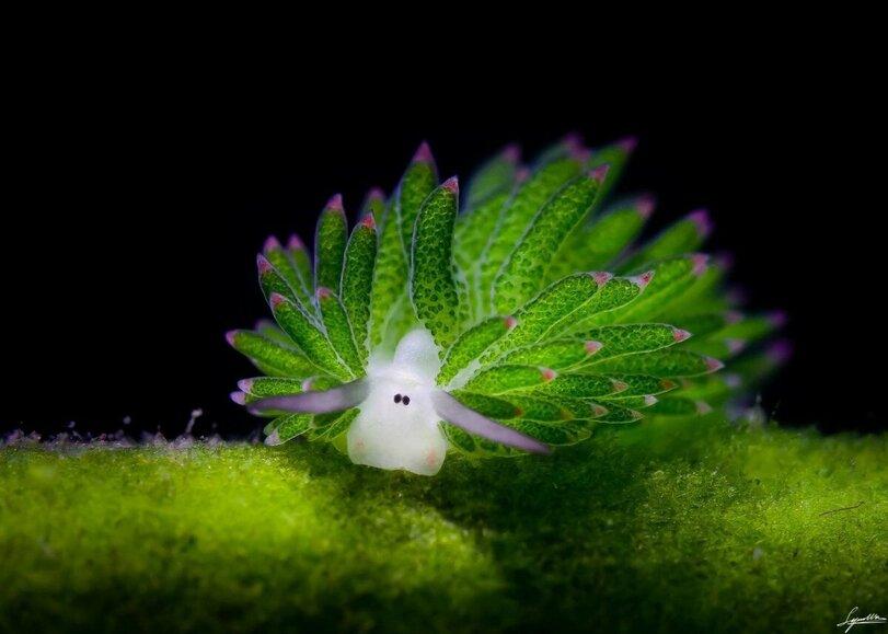 Морская овечка,Costasiella kuroshimae,sea sheep,моллюск,милота,Реактор познавательный,Книга животных