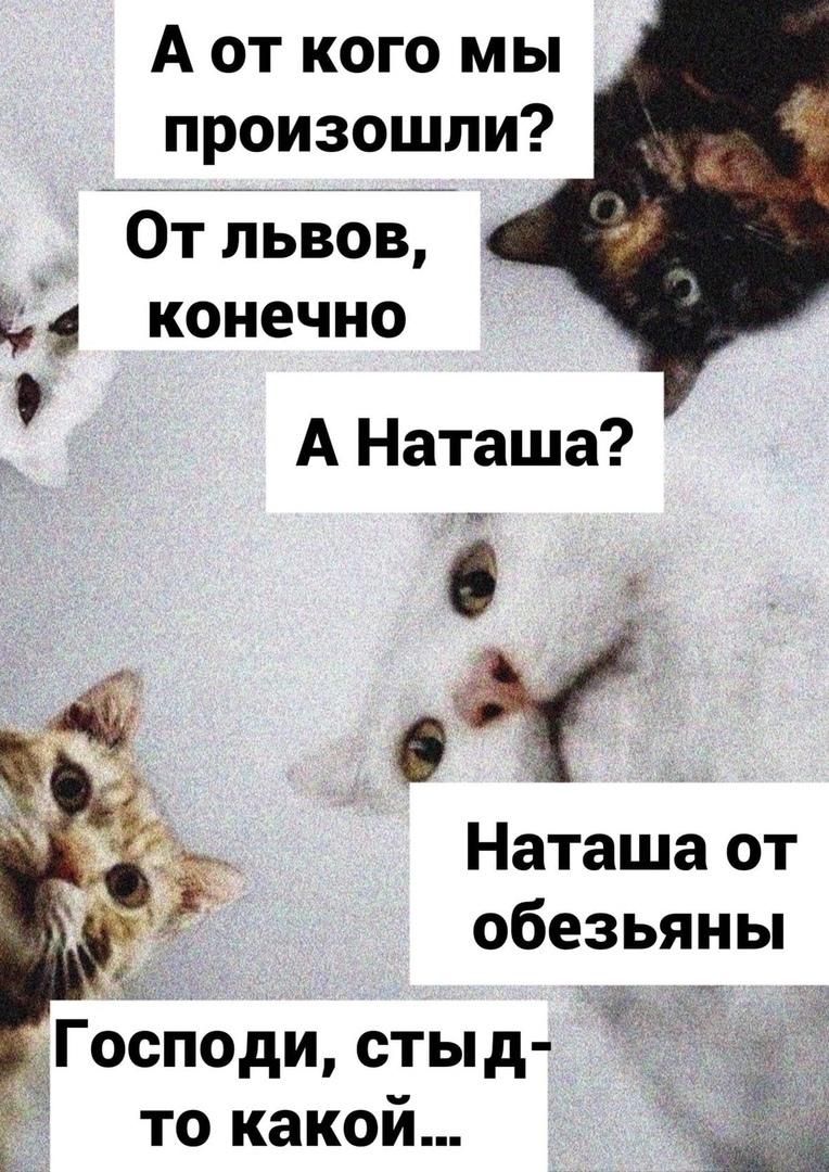 ﻿ А от кого мы произошли? А Наташа? Наташа от обезьяны Господи, стыд- то какой... ■:>ыШ,Наташа,котэ,прикольные картинки с кошками,Наташа вставай,Мемы,Мемосы, мемасы, мемосики, мемесы