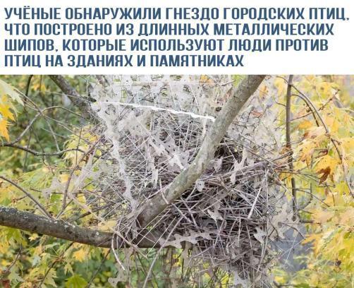 ﻿УЧЁНЫЕ ОБНАРУЖИЛИ ГНЕЗДО ГОРОДСКИХ ПТИЦ, ЧТО ПОСТРОЕНО ИЗ ДЛИННЫХ МЕТАЛЛИЧЕСКИХ ШИПОВ. КОТОРЫЕ ИСПОЛЬЗУЮТ ЛЮДИ ПРОТИВ ПТИЦ НА ЗДАНИЯХ И ПАМЯТНИКАХ,Природа,красивые фото природы: моря, озера, леса,города,птицы,интересный факт,переиграл и уничтожил,Природа это металл