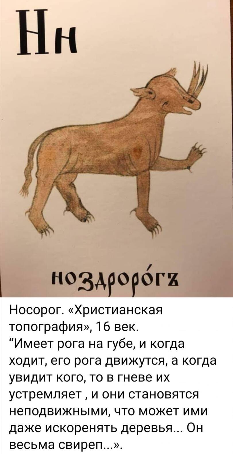 ﻿Н0ЗАр°Р0Гй Носорог. «Христианская топография», 16 век. "Имеет рога на губе, и когда ходит, его рога движутся, а когда увидит кого, то в гневе их устремляет, и они становятся неподвижными, что может ими даже искоренять деревья... Он весьма