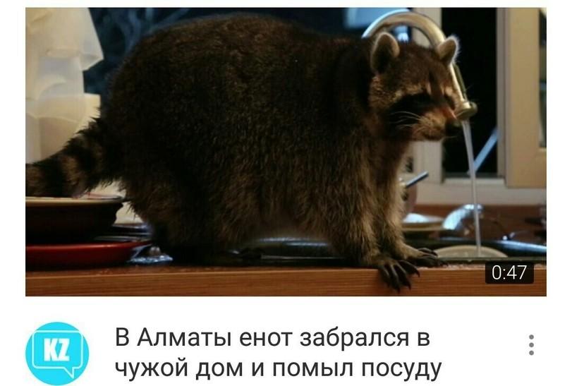 ﻿В Алматы енот забрался в чужой дом и помыл посуду,алматы,енот