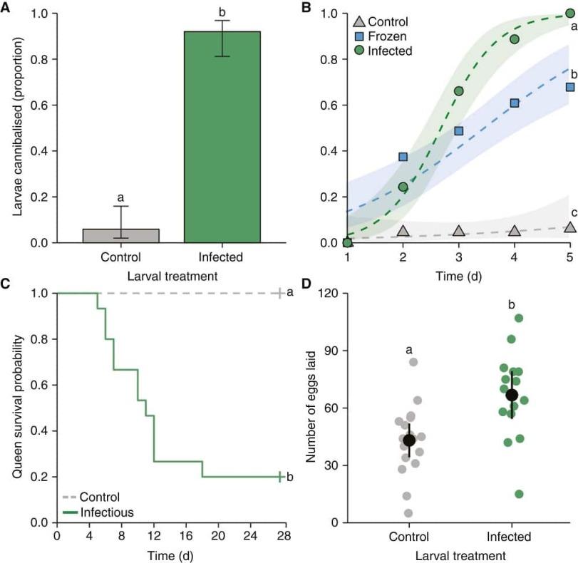 ﻿Queen survival probability Larvae cannibalised (proportion) A Control Infected Larval treatment 1.0 0.8 - 0.6 - 0.4 - 0.2 - 0.0 X Control — Infectious 0 4 8 12 16 20 24 Time (d) B 1.0 0.8 0.6 0.4 0.2 - A Control □ Frozen O Infected —■ — O a 'O O / / • □ X 'b ' □ □ D