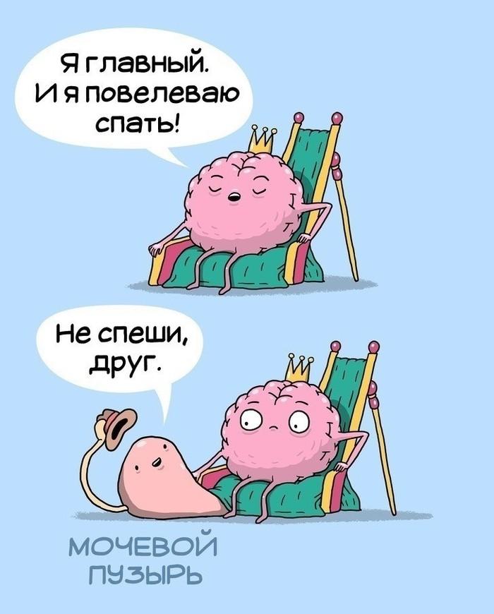 ﻿Я главный, и я повелеваюМОЧЕВОЙПУЗЫРЬ,иллюстрация,организм,картинки с текстом,мозг,сердце,печень,кишки,органы,Леонид Кхан