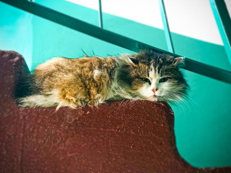 как,мощны,его,усищи,подъезд,лестница,котэ,прикольные картинки с кошками,песочница