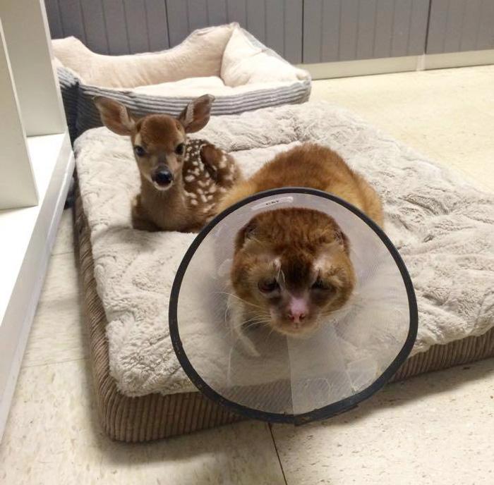 котэ,прикольные картинки с кошками,История,пожар,новая жизнь котэ,прикольные картинки с кошками,История,пожар,новая жизнь