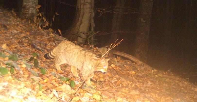 котэ,прикольные картинки с кошками,дикие кошки,Украина,страны,Львів,красная книга