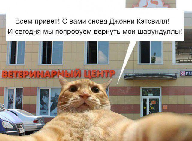 ﻿Всем привет! С вами снова Джонни Кэтсвилл! И сегодня мы попробуем вернуть мои шарундуллы! ■,котэ,прикольные картинки с кошками,живность,Джонни Кэтсвил,шарундулы,вет клиника,jackass,Чудаки (шоу)