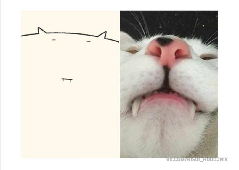 котэ,прикольные картинки с кошками,живность,исскуство,вотермарки,dailypurrr