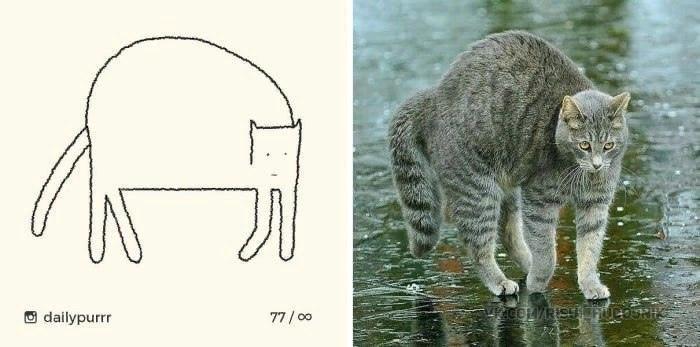 ﻿ B dailypurrr 77/оэ,котэ,прикольные картинки с кошками,живность,исскуство,вотермарки,dailypurrr
