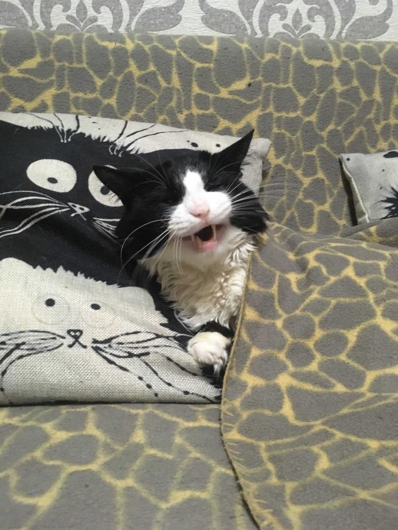 котэ,прикольные картинки с кошками,животные реактора,реактор,кош,спат,песочница