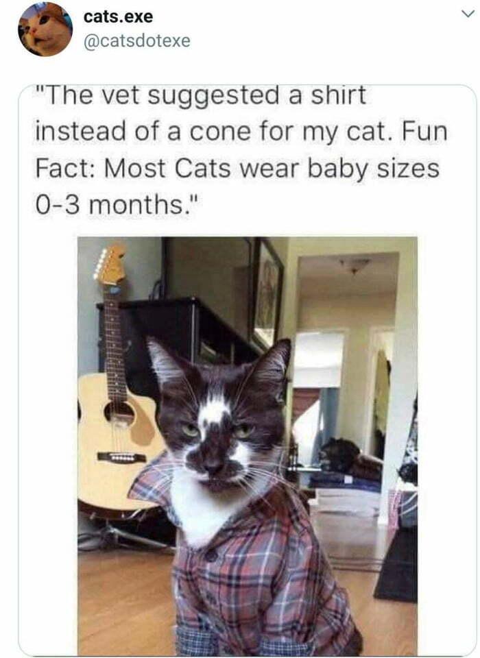 ﻿@catsdotexe "The vet suggested a shirt instead of a cone for my cat. Fun Fact: Most Cats wear baby sizes 0-3 months.",котэ,прикольные картинки с кошками,конус,рубашка,Стильно,твиттер,интернет