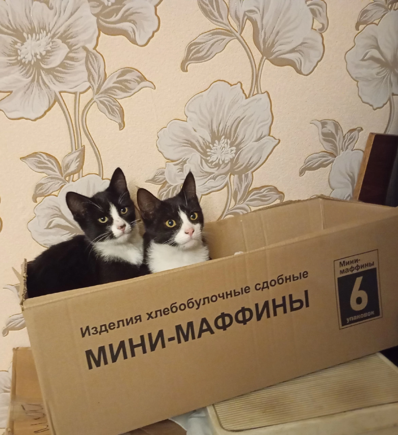 котэ,прикольные картинки с кошками,коробка,взгляд