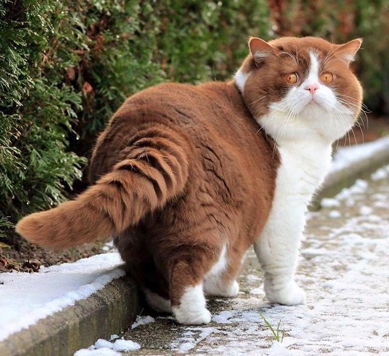 котэ,прикольные картинки с кошками,кость пушистая,усищи,живность