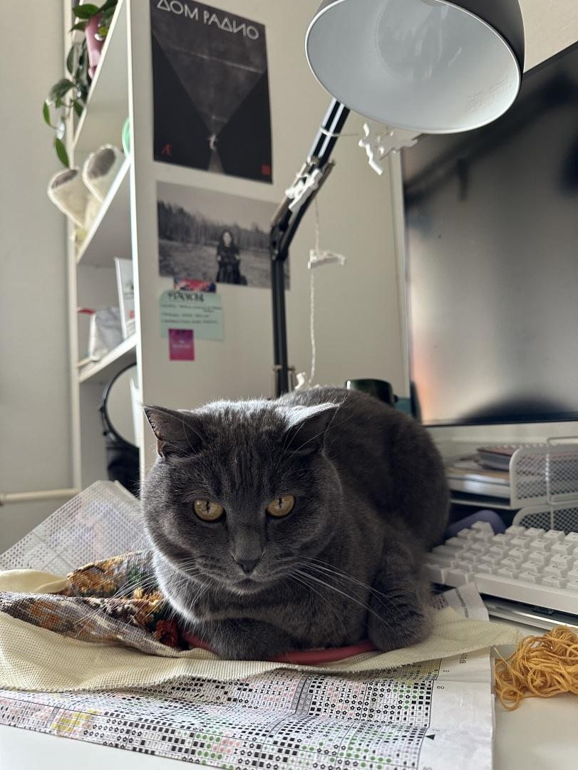 ﻿ TÏÏÏÏÏZ,котэ,прикольные картинки с кошками,коты реактора,хобби,cats,,hobby