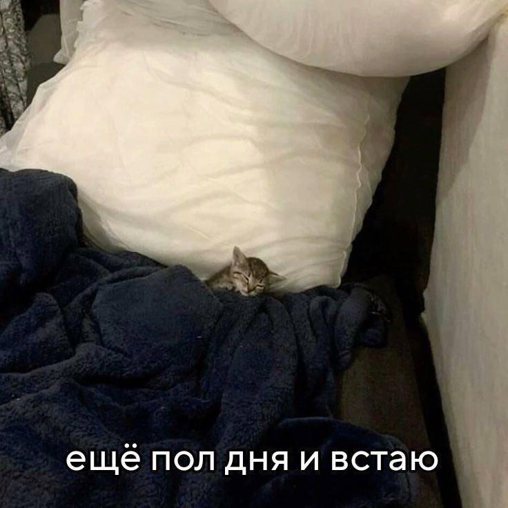 котэ,прикольные картинки с кошками,личинка котэ,картинка с текстом,сон,Kitten,надпись