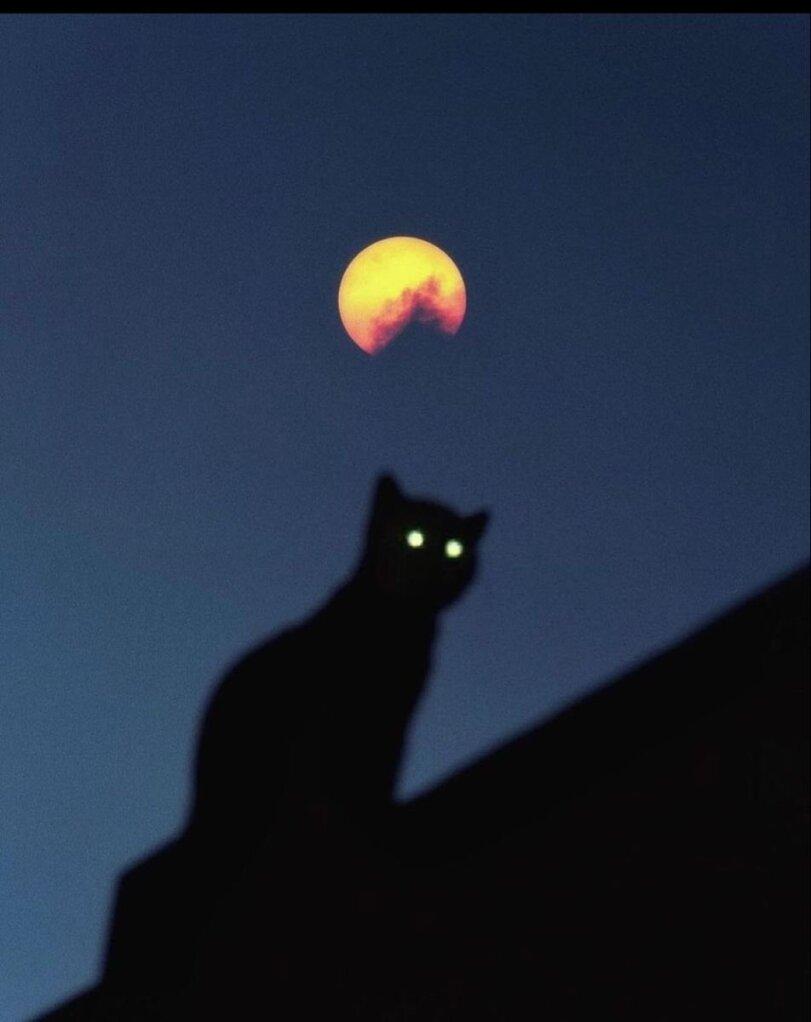 котэ,прикольные картинки с кошками,луна,assuming direct control,cats,,assuming direct control