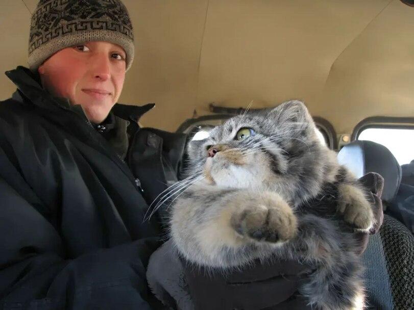 котэ,прикольные картинки с кошками,манул,песочница