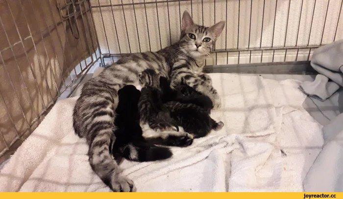 котэ,прикольные картинки с кошками,много котэ,мамаша