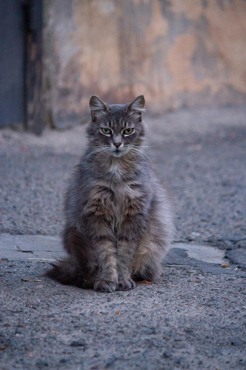 котэ,прикольные картинки с кошками,одесские котики,под катом еще,облачко,пушистость