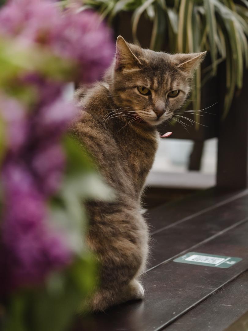 котэ,прикольные картинки с кошками,одесские котики,под катом еще