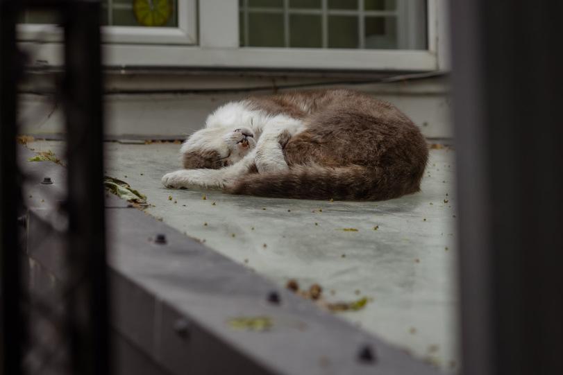 котэ,прикольные картинки с кошками,одесские котики