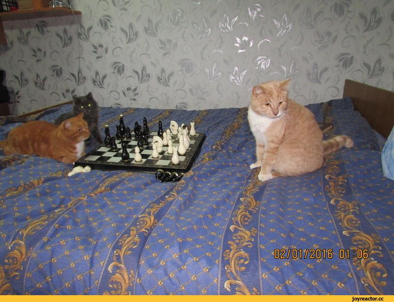 котэ,прикольные картинки с кошками,песочница