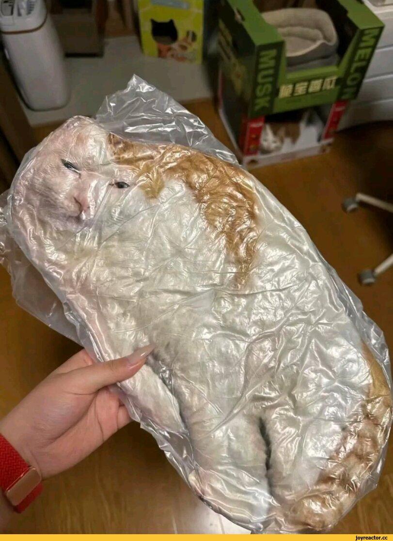 котэ,прикольные картинки с кошками,подушка,cats,pillow