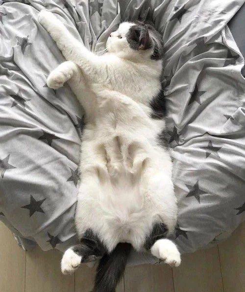 котэ,прикольные картинки с кошками,пузень,рука