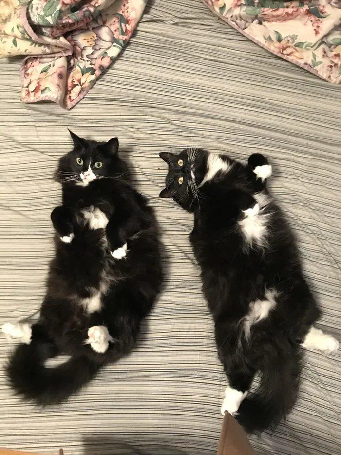 котэ,прикольные картинки с кошками,пузико,братья