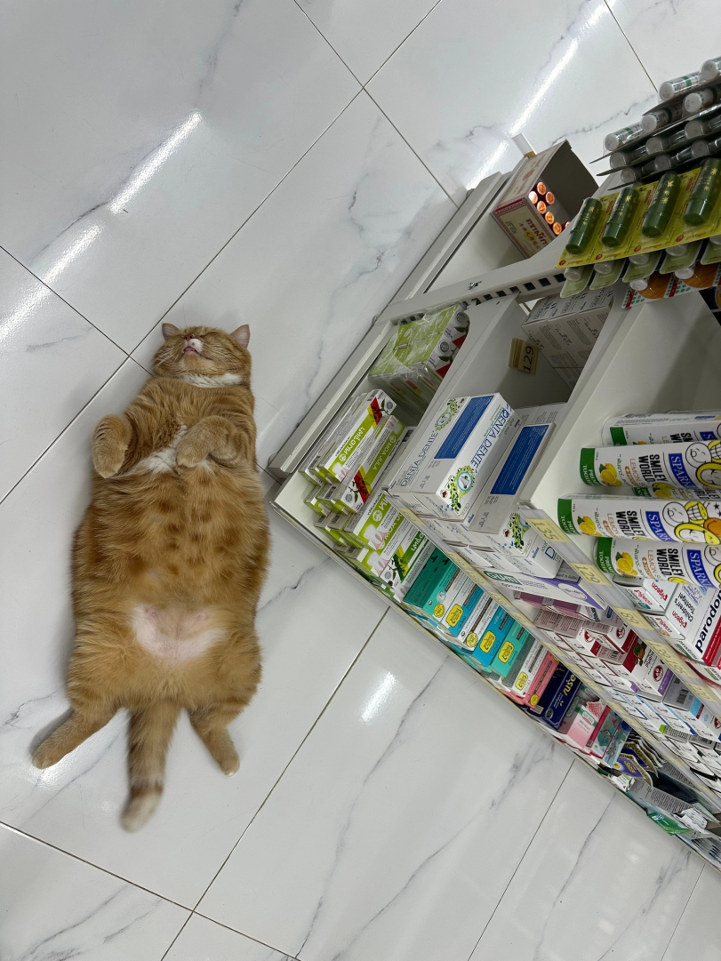 котэ,прикольные картинки с кошками,рыжий кот,аптека,cats,pharmacy
