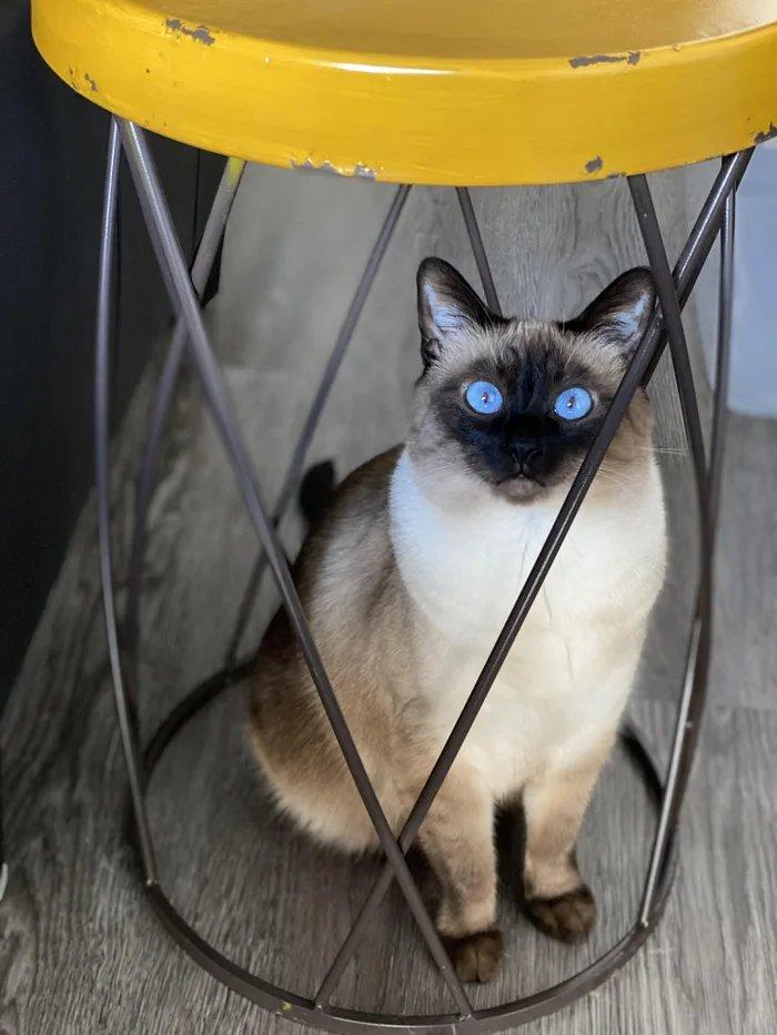 котэ,прикольные картинки с кошками,сиамская кошка,голубые глаза
