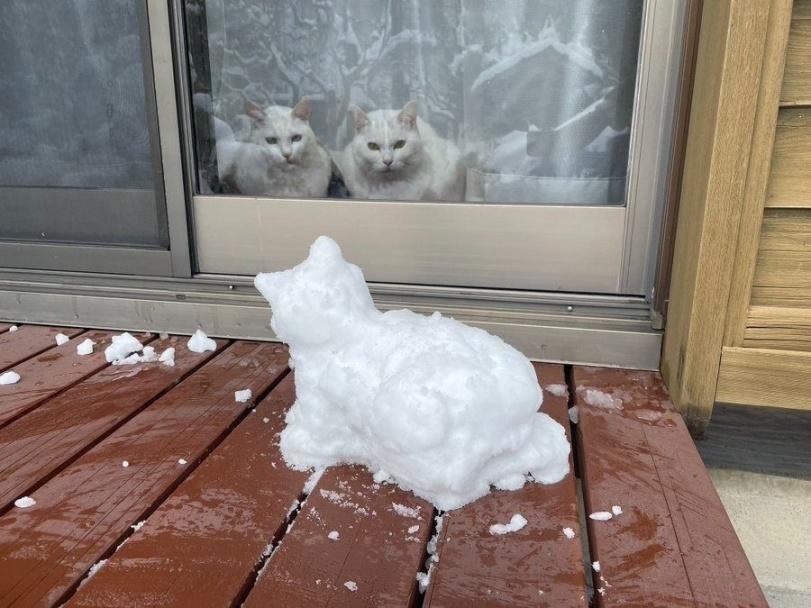 котэ,прикольные картинки с кошками,снеговик,два котэ,живность,научный консилиум