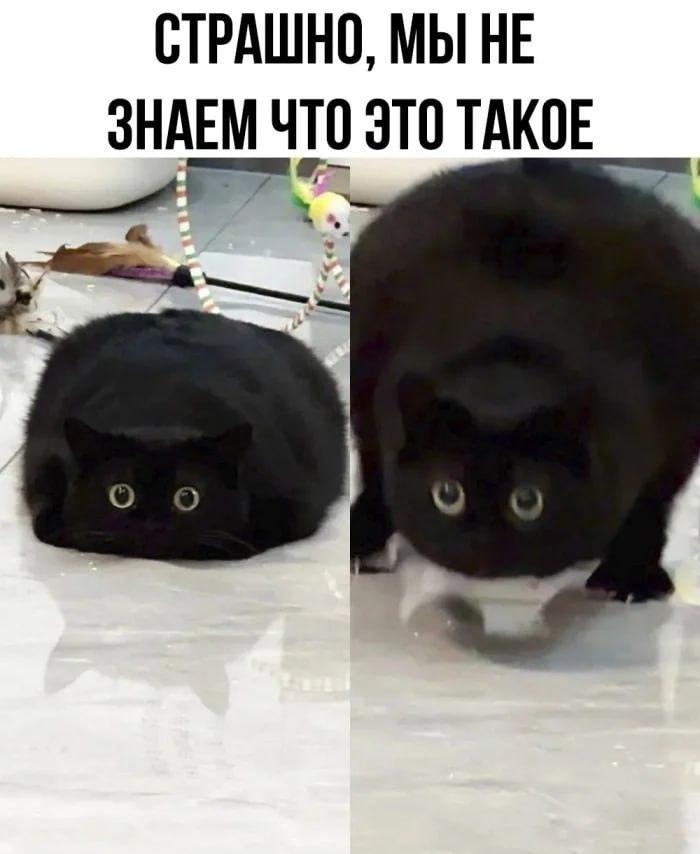 котэ,прикольные картинки с кошками,страшно СТРАШНО, МЫ НЕ ЗНАЕМ ЧТО ЭТО ТАКОЕ1в,котэ,прикольные картинки с кошками,страшно