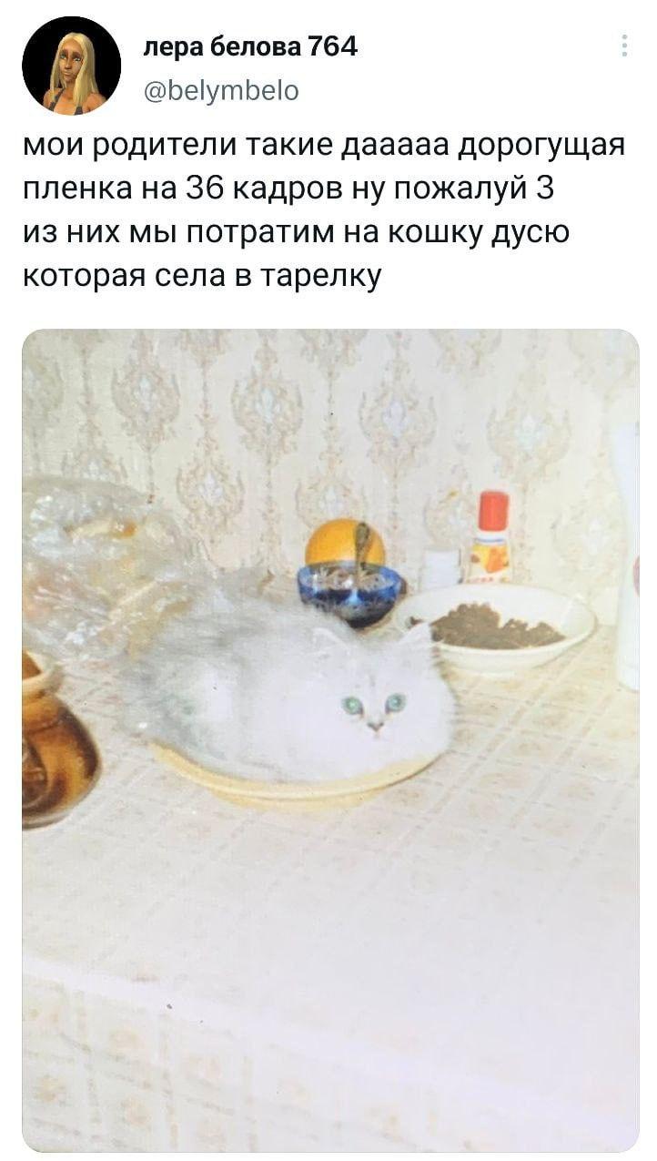 ﻿лера белова 764 @Ье1утЬе1о мои родители такие дааааа дорогущая пленка на 36 кадров ну пожалуй 3 из них мы потратим на кошку дусю которая села в тарелку *,котэ,прикольные картинки с кошками,тарелка,твиттер,интернет,котэ в тарелке