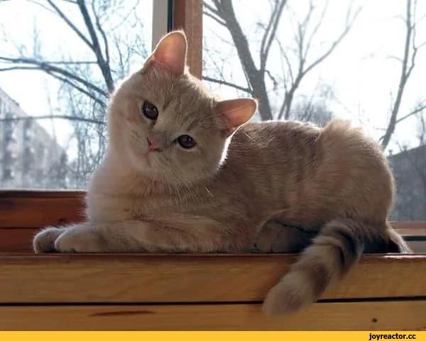 котэ,прикольные картинки с кошками,ушки,подоконник