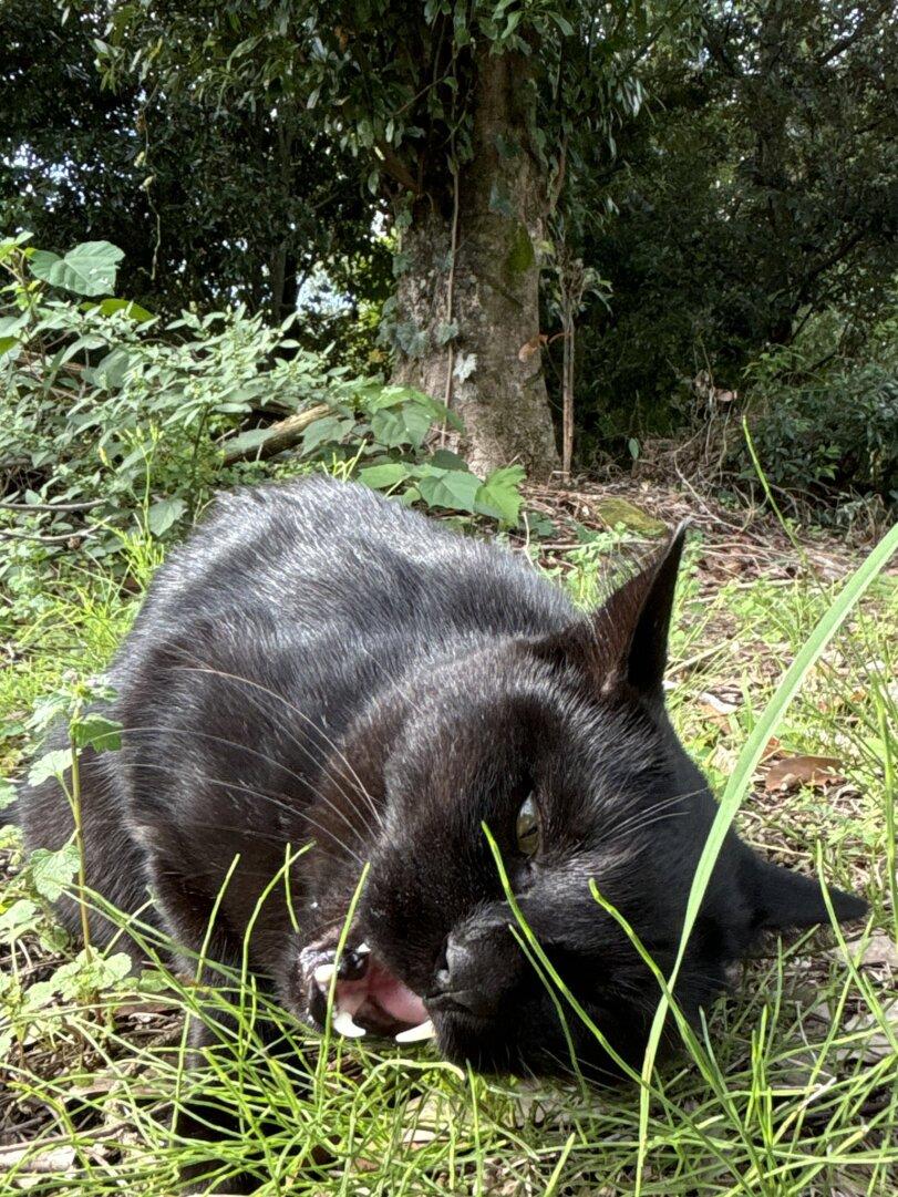 котэ,прикольные картинки с кошками,черный кот,ryoathu20681,cats,black cat,ryoathu20681