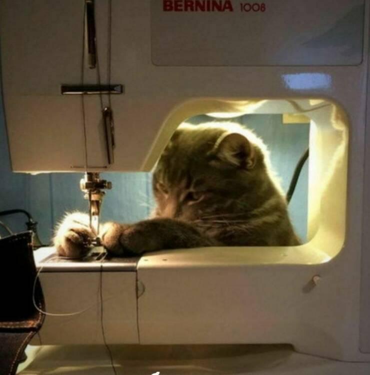 ﻿BERNINA ioo6,котэ,прикольные картинки с кошками,швейная машинка
