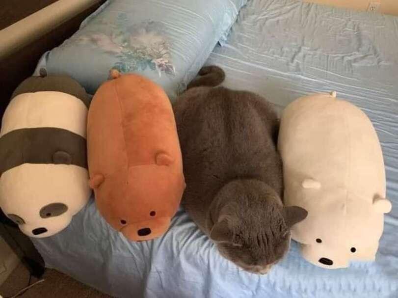 котэ,прикольные картинки с кошками,We Bare Bears,Cartoon Network,Мультфильмы,Мультсериалы, Cartoons