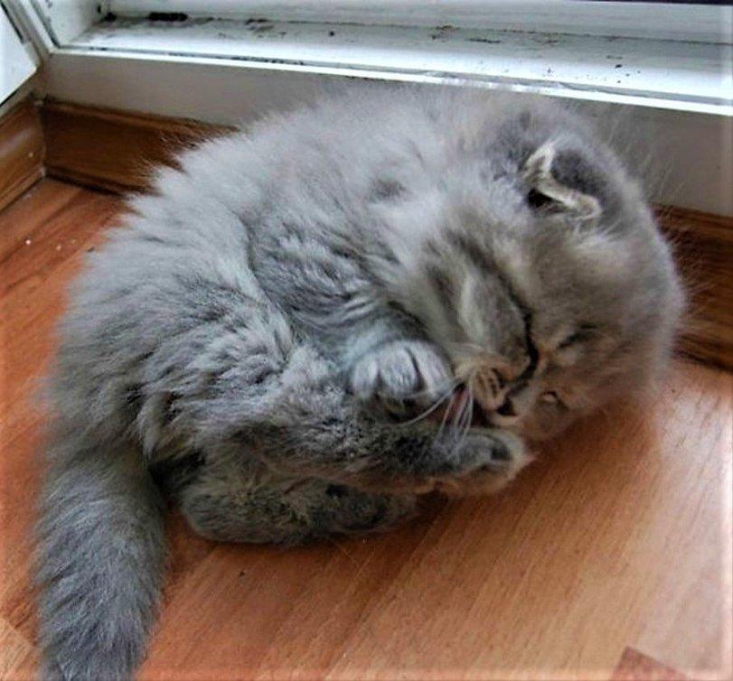котятко,котёнок,фото,живность